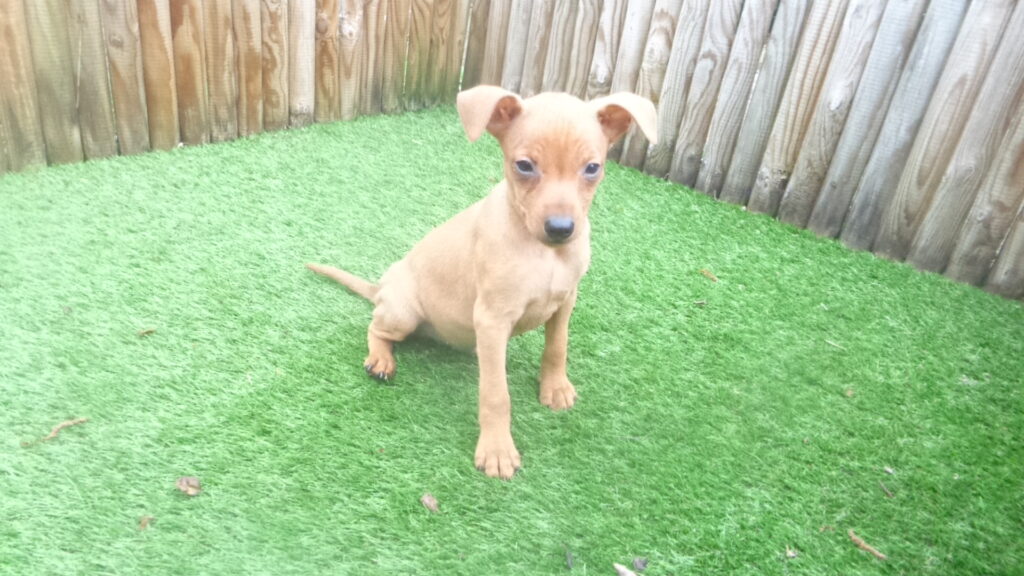 Een Dwerg Pinscher kopen: dit zijn de stappen die je moet nemen