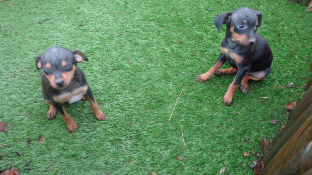 Een Dwerg Pinscher kopen bij Jos Adams​