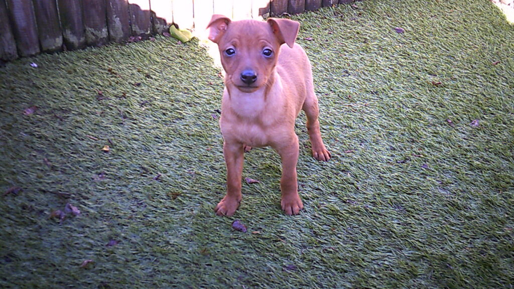 Digital Camera