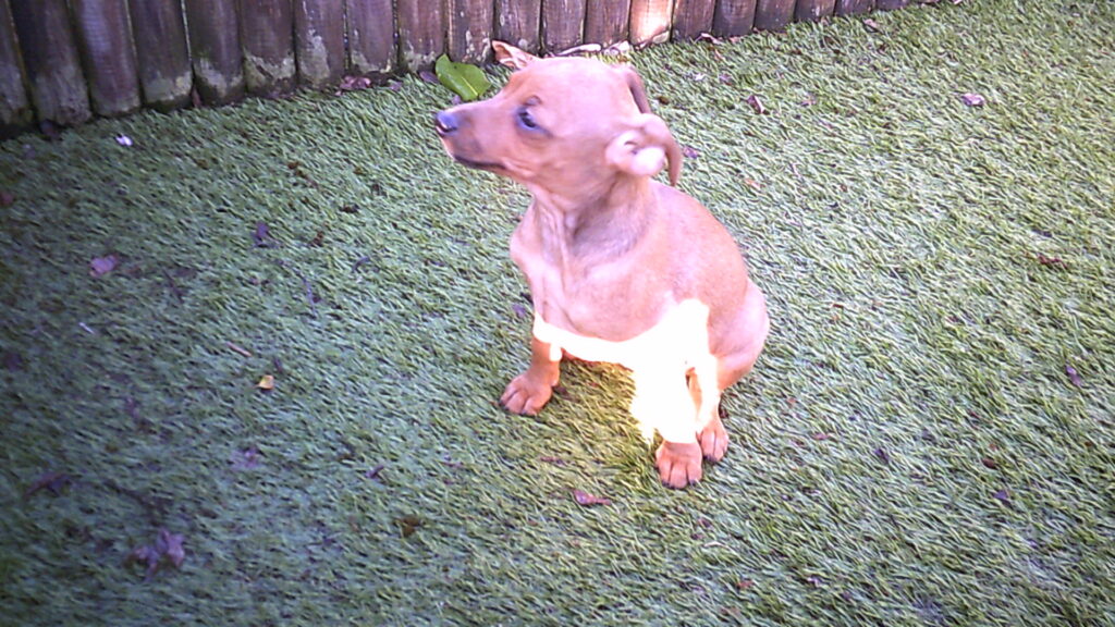 Digital Camera