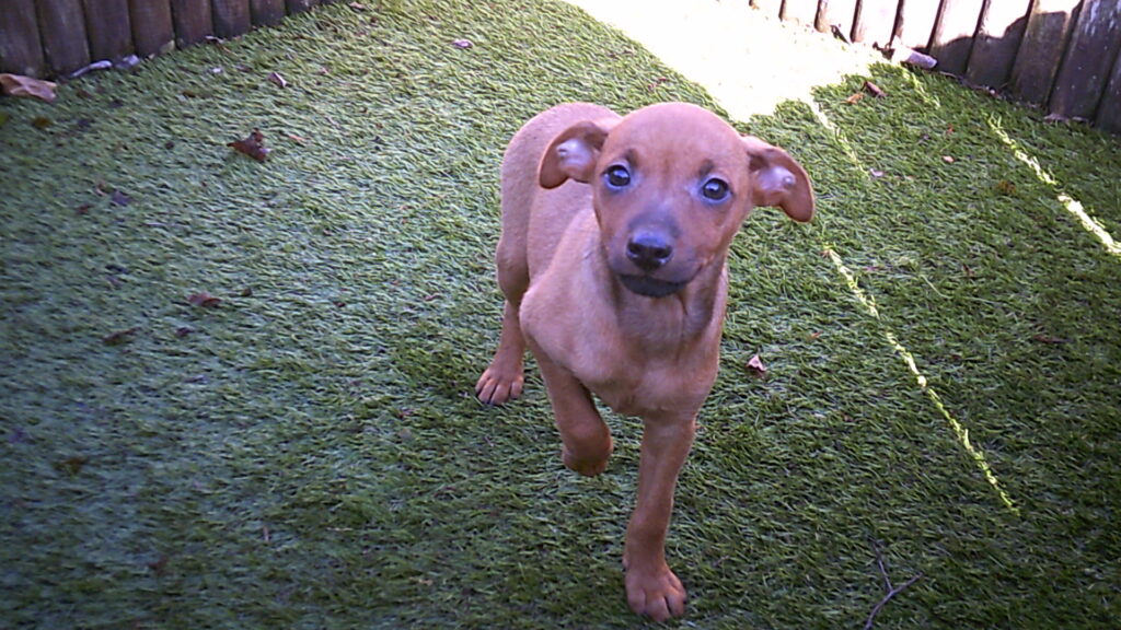 Digital Camera