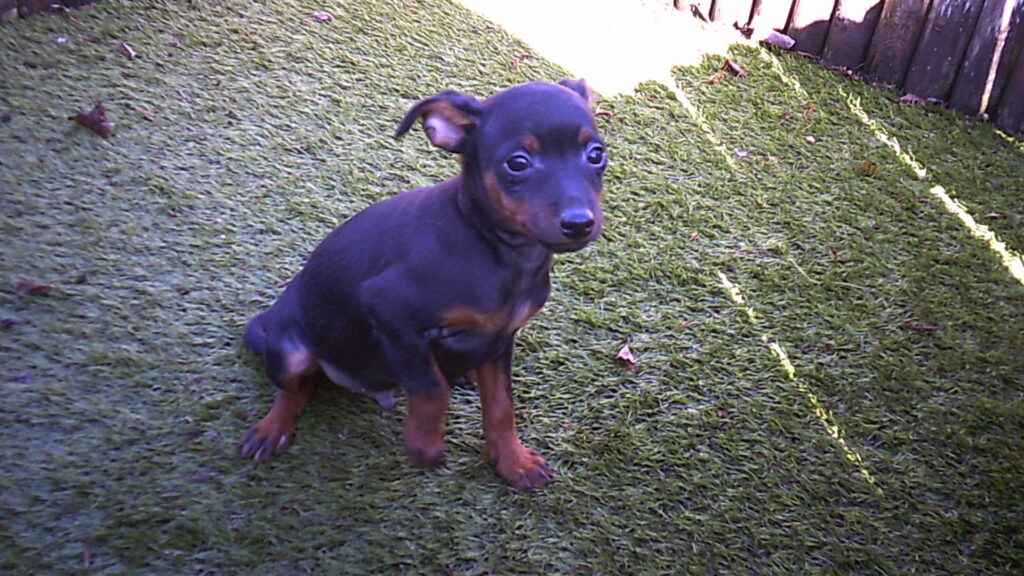 Digital Camera