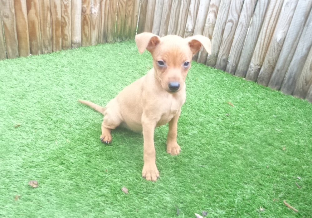 Een Dwerg Pinscher fokker: waar moet je op letten?​