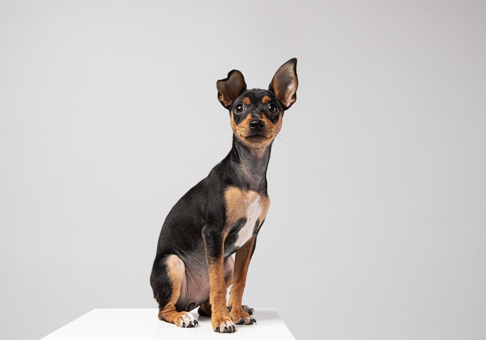 Dwerg Pinscher puppys