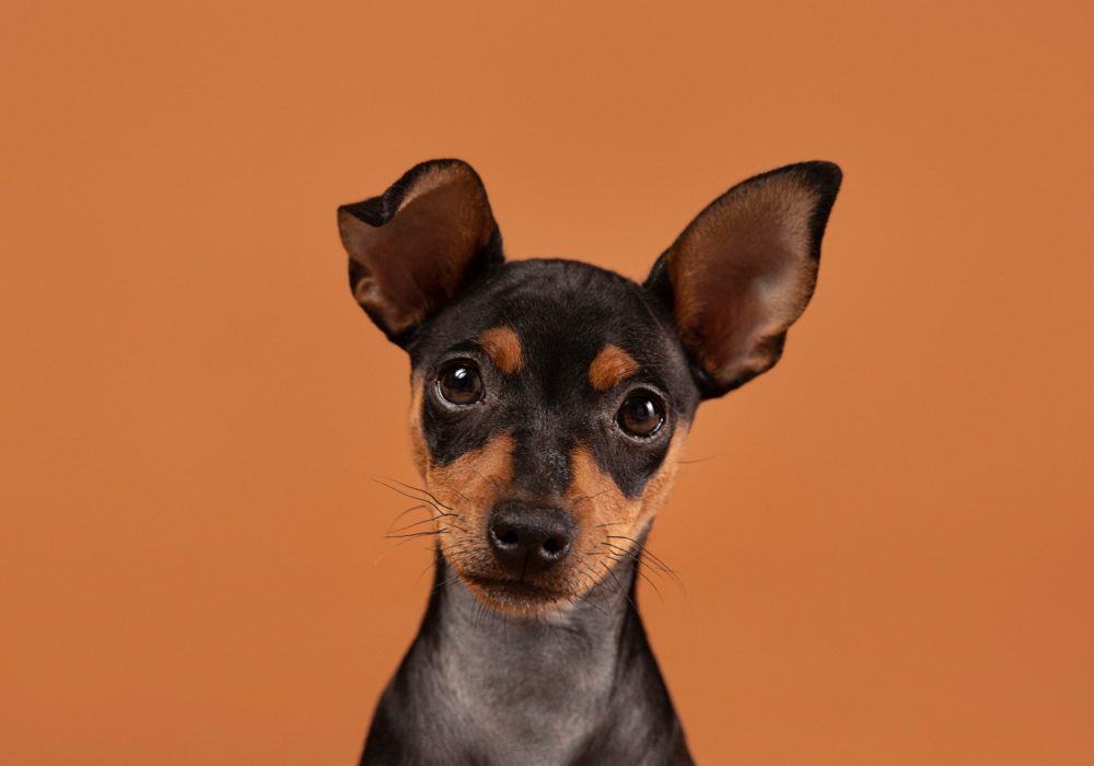 Dwerg Pinscher puppy