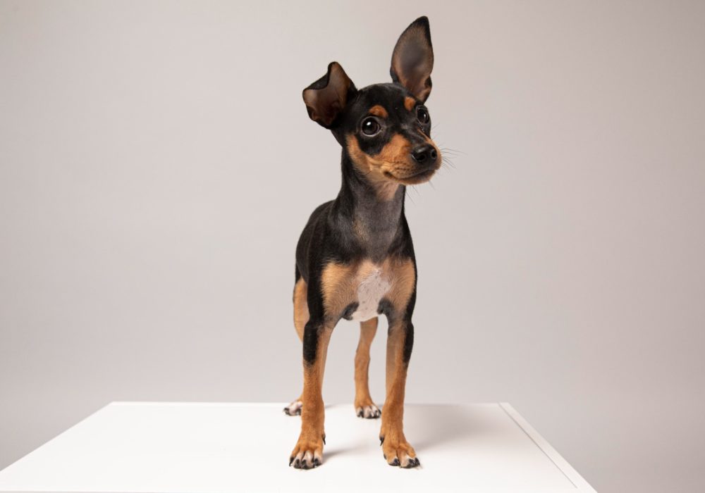 Gezondheid en levensverwachting Dwerg Pinscher